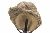 Polished Fossil Mosasaur Vertebra w/ Metal Stand - Texas #335044-3